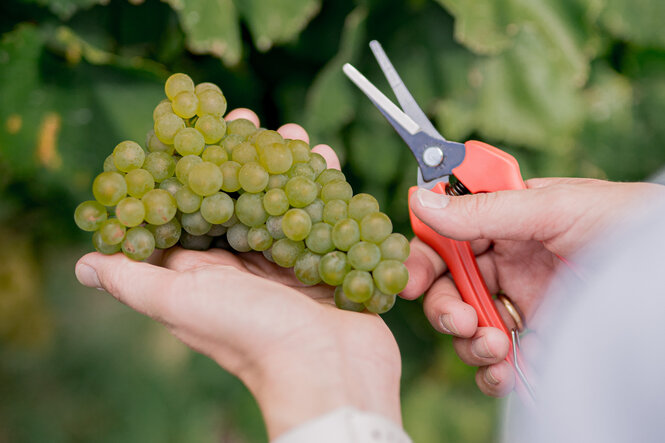 Gesunde Sauvignon Blanc Trauben im Weinberg bei der Weinlese in Monzernheim
