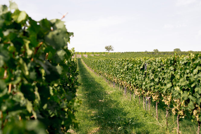 Sauvignon Blanc Trauben im Weinberg in Rheinhessen auf Terra Rossa Kalksteinrotlehm
