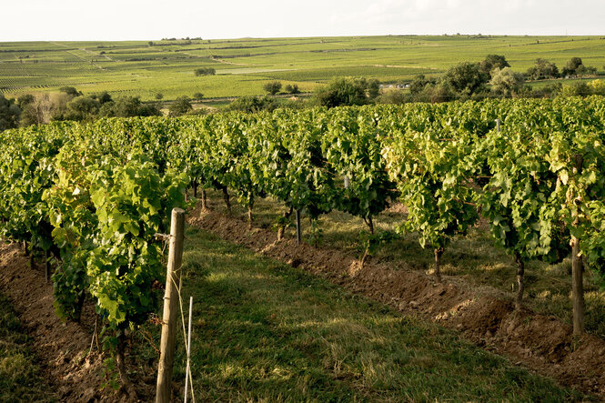Sauvignon Blanc Weinberg aus Kalksteinrotlehm in der Abendsonne in Rheinhessen