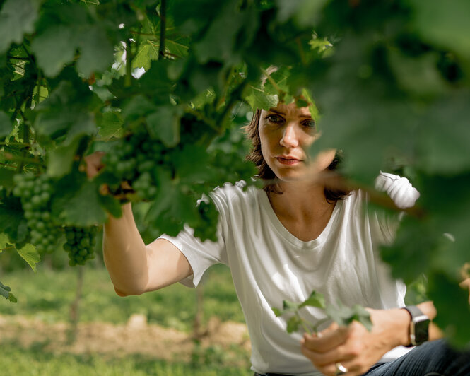 Gesine Roll im Weinberg bei Monzernheim beim Überprüfen der Sauvignon Blanc Trauben